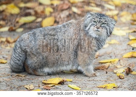 Pallas's Cat (otocolobus Manul). Manul Is Living In The Grasslands And Montane Steppes Of Central As