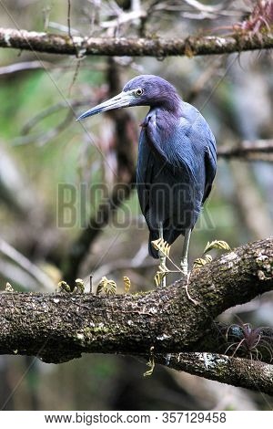 Capturing Morning Light On A Little Blue Heron At Corkscrew