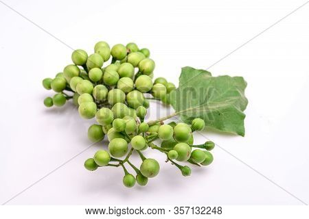 Solanum Torvum On A White Background.