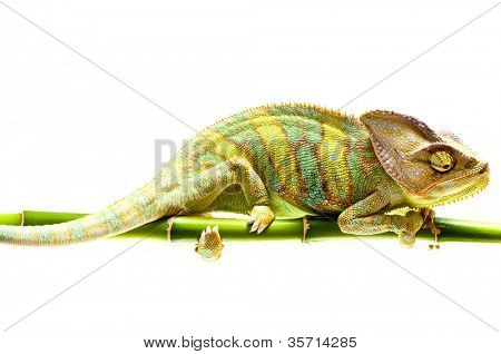 카멜레온입니다. 화이트에 격리