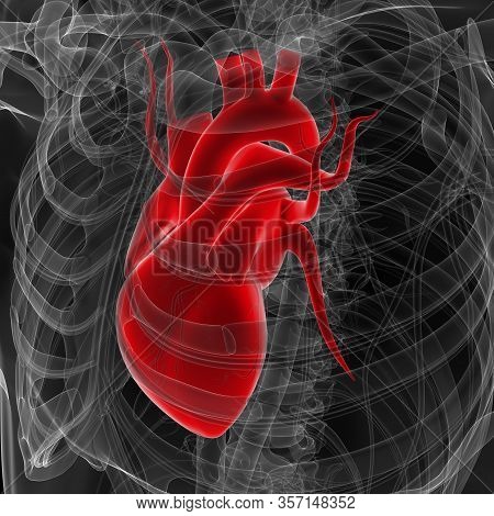 The Heart Is A Muscular Organ About The Size Of A Fist, Located Just Behind And Slightly Left Of The