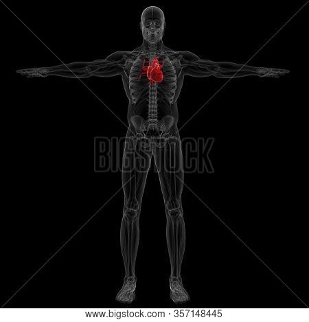The Heart Is A Muscular Organ About The Size Of A Fist, Located Just Behind And Slightly Left Of The