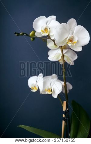 Branch Of A Blossoming White Orchid On Dark Blue Background