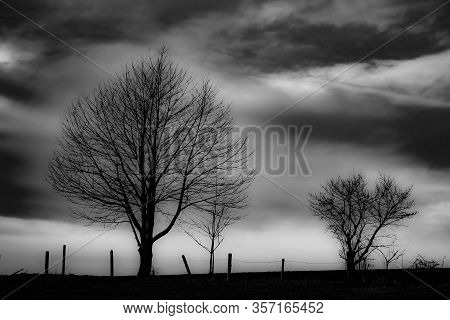 Silouette Of A Tree In A Haunting White Fog