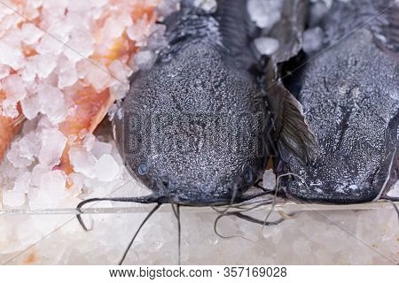 Fresh Catfish, Siluriformes, On Display On A Uk Fishmonger Market Stall
