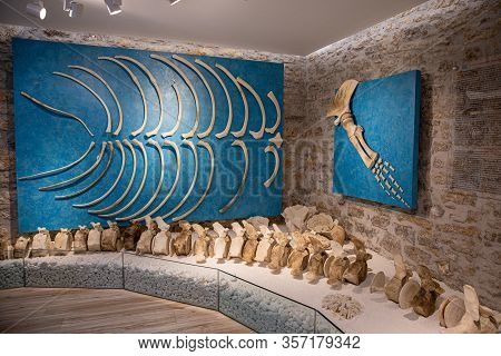 Kastos, Greece-august, 2019:marine Museum Exposition Of Remains Of The Fin Whales Entire Vertebrate 