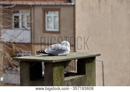 Sea Gull In An Urban Environment. A Bird Is Resting On The Roof Of An Apartment Building, It Is Loca