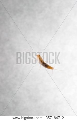 Firebrat (thermobia Domestica), A Species Of Silverfish. Insect Lepisma Saccharina In Normal Habitat