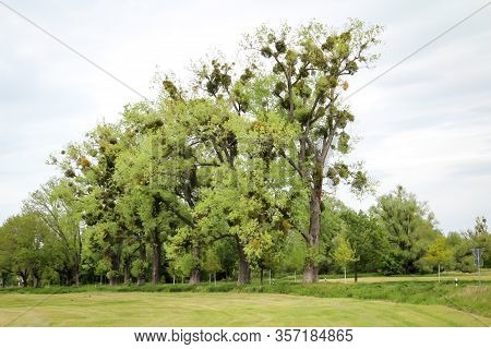 Mistletoe (mistel) - Balls On Trees, A Growing Parasite. Mistletoe Infestation On A Birch Against Th