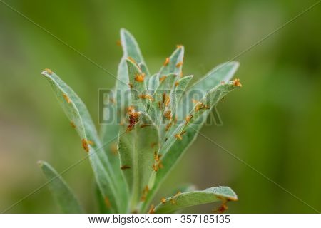 Levels Of Development Of Butterflies. Butterflies Develop From Eggs That Are Deposited On Grasses