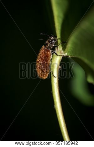 A Close Up Of A Beetle On A Plant