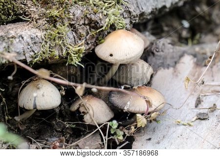 Close Up Of Mushrooms In The Forest