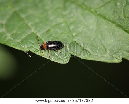 A Close Up Of A Beetle On A Plant