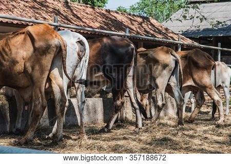 Livestock Farming That Produces Methane Gas Into The Atmosphere, Which Is A Greenhouse Gas, Affects 