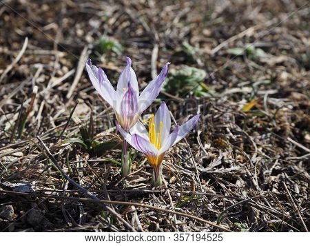 Crocus Tauricus Plant From The Iris Family (iridaceae)