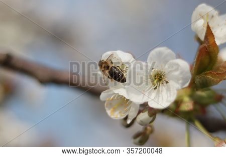 Cute Honey Bee With Crystal Clear Wings Is Looking For Best Blossom For Collected Pollen. Detail On 