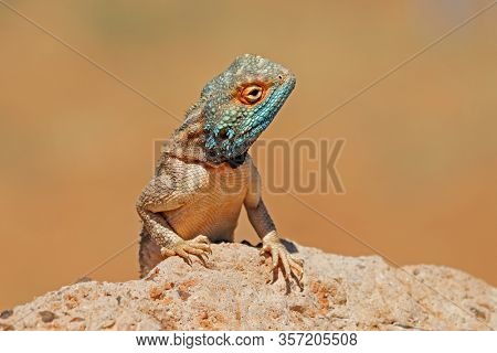 Portrait of a ground agama (Agama aculeata) sitting on a rock, South Africa