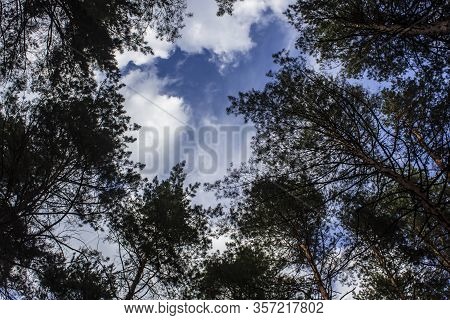 Tall Dry Pine Trees Against The Blue Sky. Beautiful Coniferous Trees Against The Blue Sky. The Tops