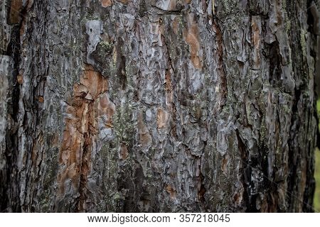 Bark Of Tree Texture To Use Like Background. Wood Bark Texture For Using In Design. Part Of A Tree I