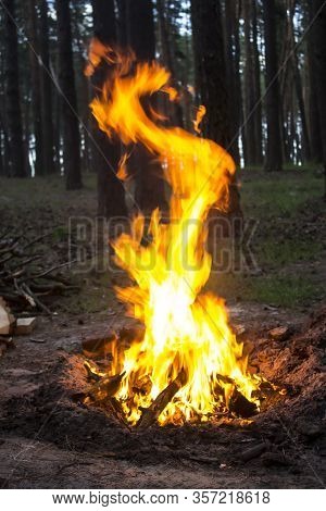 Amazing Fire In The Forest Against A Trees Background. Bonfire In The Forest. Orange Flame Of A Fire