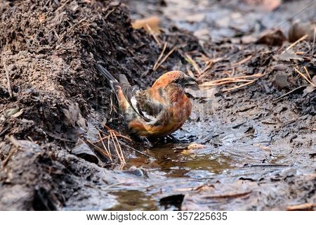 Two-barred White-winged Crossbill Loxia Leucoptera Male Sitting On Ground Near Dirt Puddle. Cute Bri