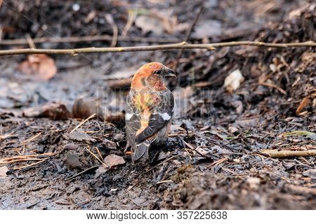 Two-barred White-winged Crossbill Loxia Leucoptera Male Sitting On Ground Near Dirt Puddle. Cute Bri