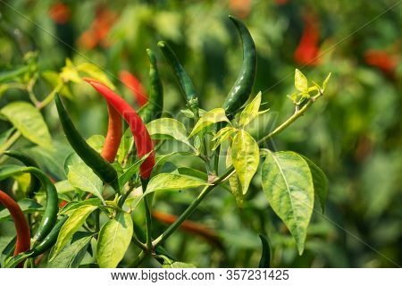 Chilis On Bush, Agriculture Of Spie Vegetable