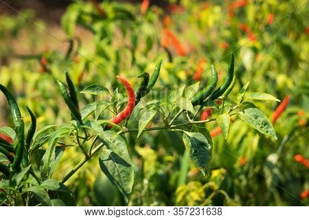Chilis On Bush, Agriculture Of Spie Vegetable