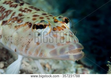 Lizardfish (synodus Va Large - Eyed Lizard Fish With Golden Spots (synodus Variegatus) Lies On The B