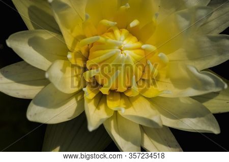 White lotus petals, bloomingIs a water plant in the genus Nelumbo.Lotus blossoming in nature