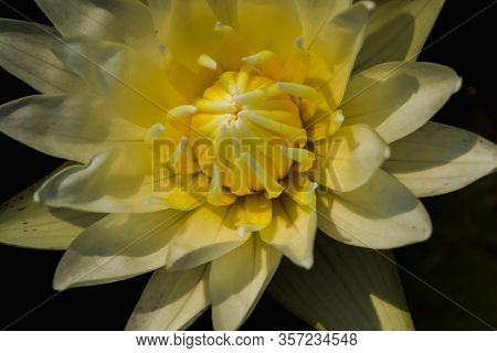 White Lotus Petals, Blooming\ris A Water Plant In The Genus Nelumbo.\rlotus Blossoming In Nature