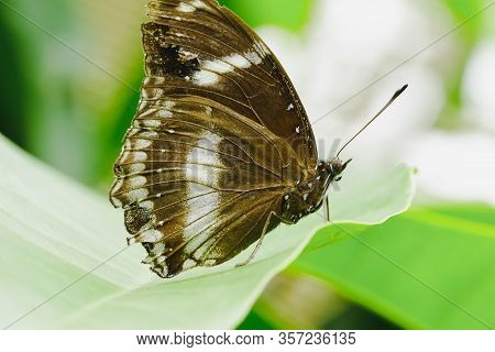 The Great Egg-fly On The Leaf, Hypolimnas Bolina Jacintha, Nymphalidae (wingspan) Size 50 - 85 Mm