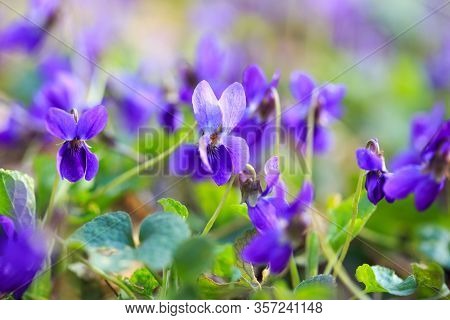 Spring Flowers. Violet Violets Flowers Bloom In The Spring Forest. Viola Odorata. Beautiful Banner O