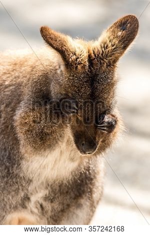 Wallaby, Macropodidae, Rubbing Eyes Soft Muted Light Portrait