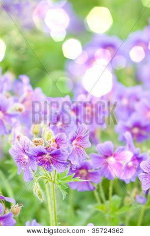 geranium kwitnienia lato przez nazwę gravetye