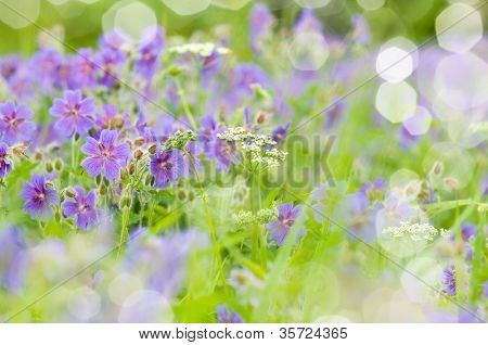 geranium kwitnienia lato przez nazwę gravetye