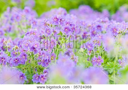 geranium kwitnienia lato przez nazwę gravetye