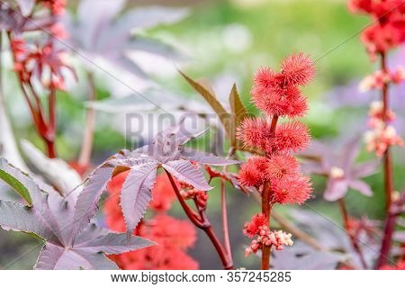 Castor Oil Plant With Red Prickly Fruits And Colorful Leaves In Garden