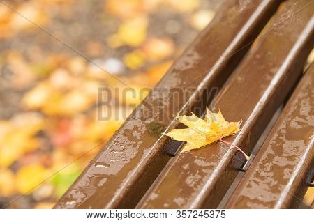 Yellow Maole Leaves In Autumn Day In City Park