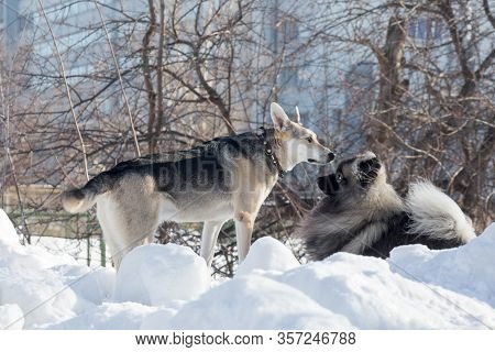Cute Deutscher Wolfspitz Puppy And Multibred Dog Are Playing On A White Snow In The Winter Park. Pet