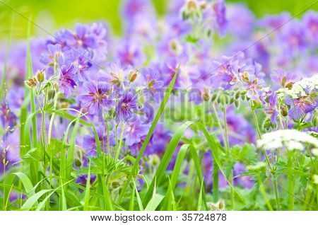 geranium kwitnienia lato przez nazwę gravetye