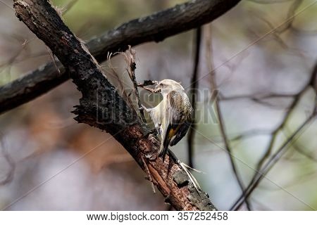 Red Common Crossbill Loxia Curvirostra Female Gathering Material For Building Nest, Grabbing Bark An