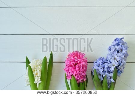 Hyacinth Spring Flowers On Light Background.template Greeting Card For Valentine's Day. Spring Card 