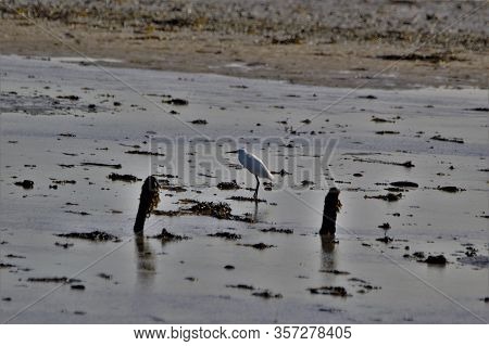 Little Egret On Salt Marsh, Keyhaven Marshes , Uk South Coast