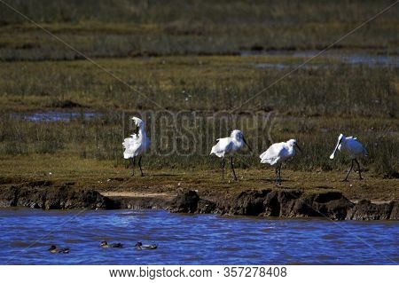 Spoonbills On Tidal Salt Marsh, Keyhaven, Hampshire