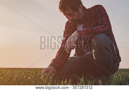 Agronomist In Wheat Crop Field Analyzing Wheatgrass, Farm Worker Working In Springtime Sunset, Selec