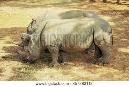 The White Rhinoceros Or Square-lipped Rhinoceros Ceratotherium Simum .