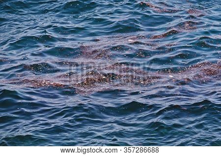 Accumulation Of Floating Debris In Seawater After Storm. Pollution Of The Seas And Oceans With Plast