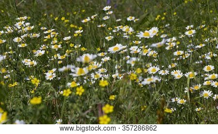 Colorful Wild Flowers  On A Summer Meadow In The Sunlight. Chamomiles. Bellis Perennis.  Floral Natu