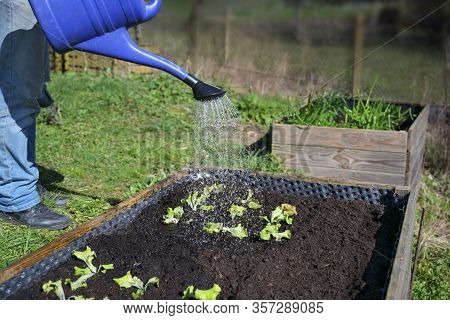 Blue Watering Can Pours Water On Young Lettuce Plants In A Wooden Raised Bed, Vegetable Cultivation 